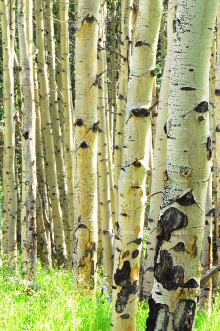 Aspen trees in Colorado