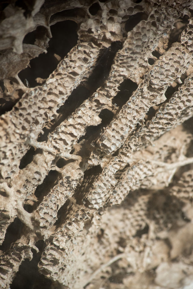 honeycomb