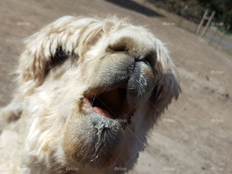 Close-up of alpaca