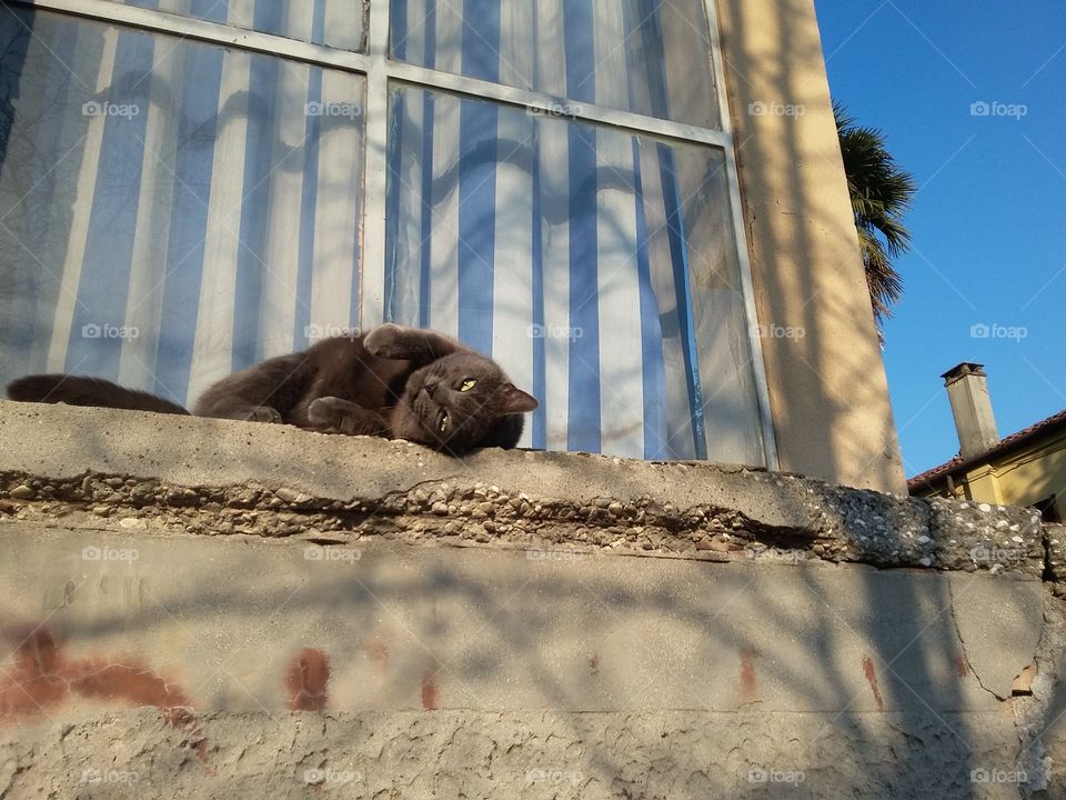 cat rub on window sill