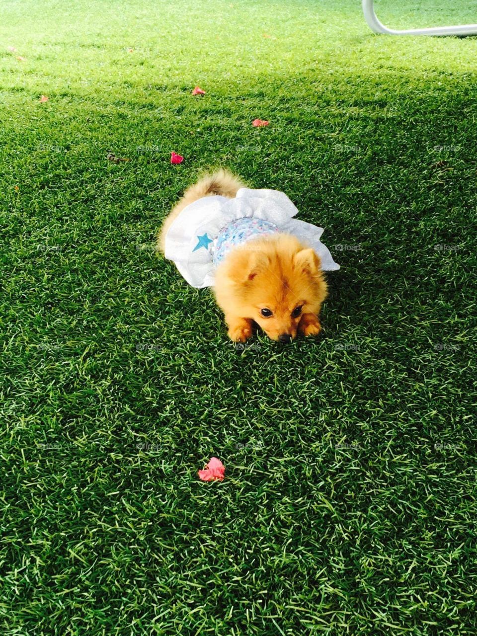 Lovly puppy Chanel Pomeranian 