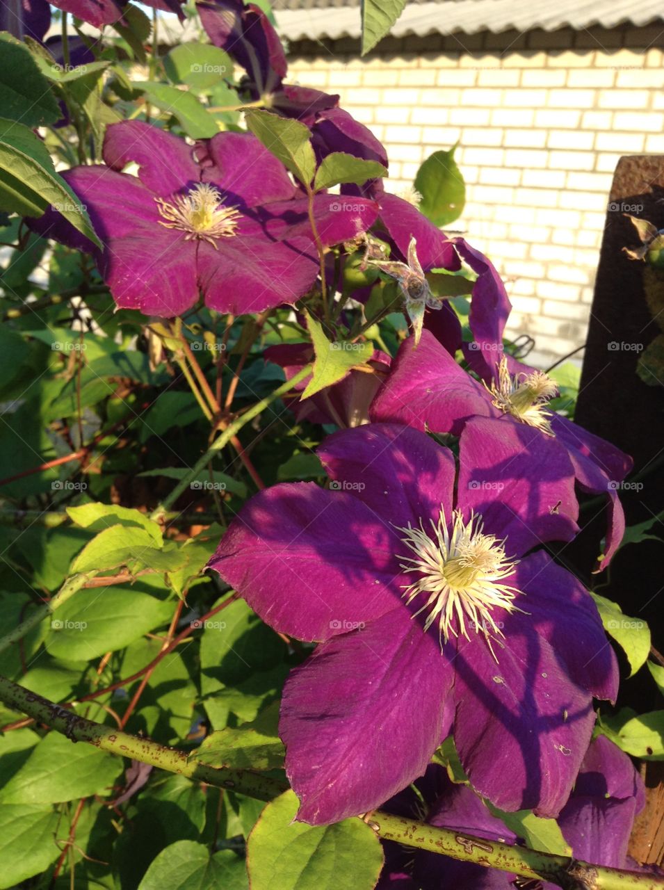 Flowers of purple clematis 