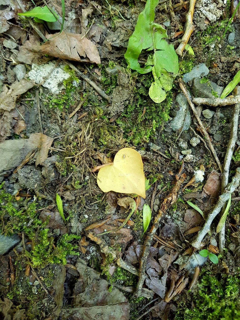 little yellow leave, heart shaped