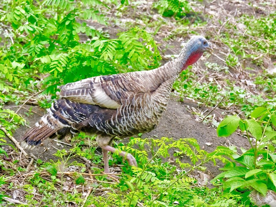 Female turkey