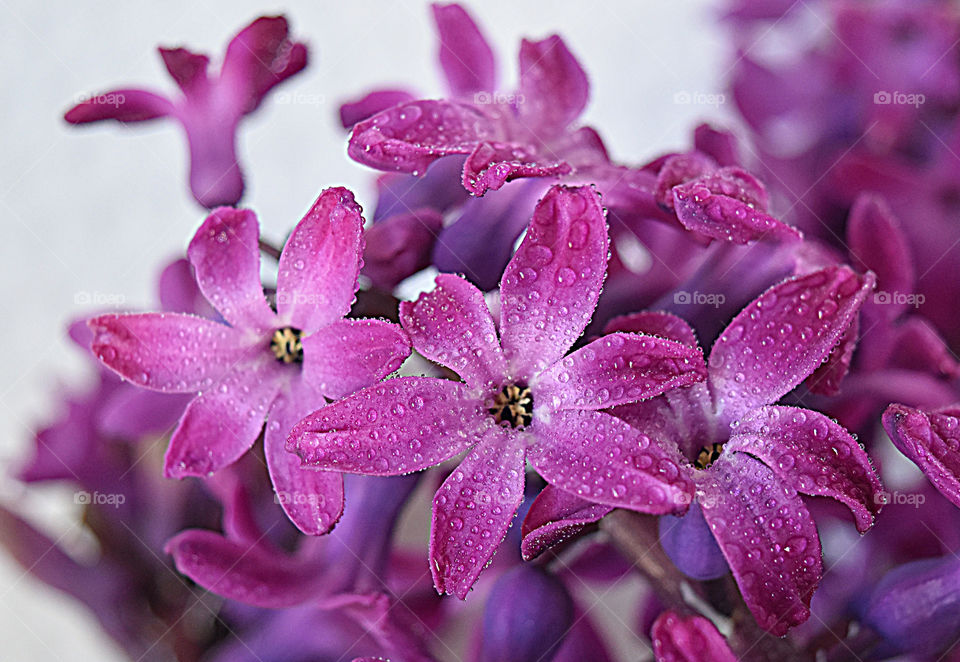 purple flowers