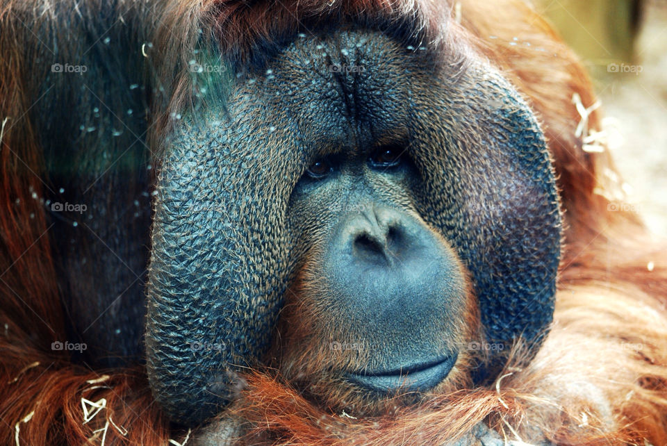 animal orangutan determination by manmohanpanda