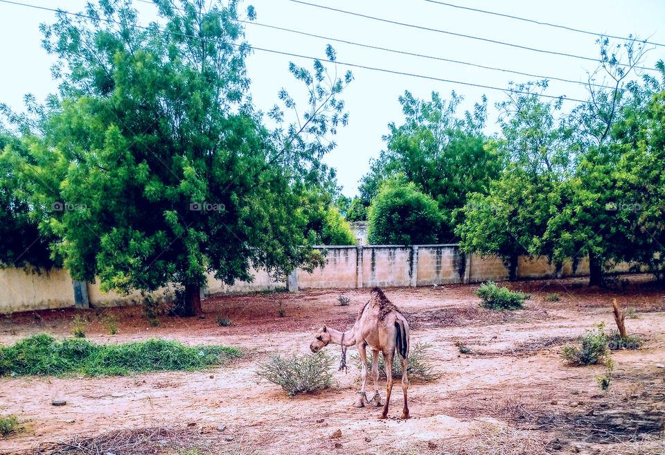 A Camel #Animal