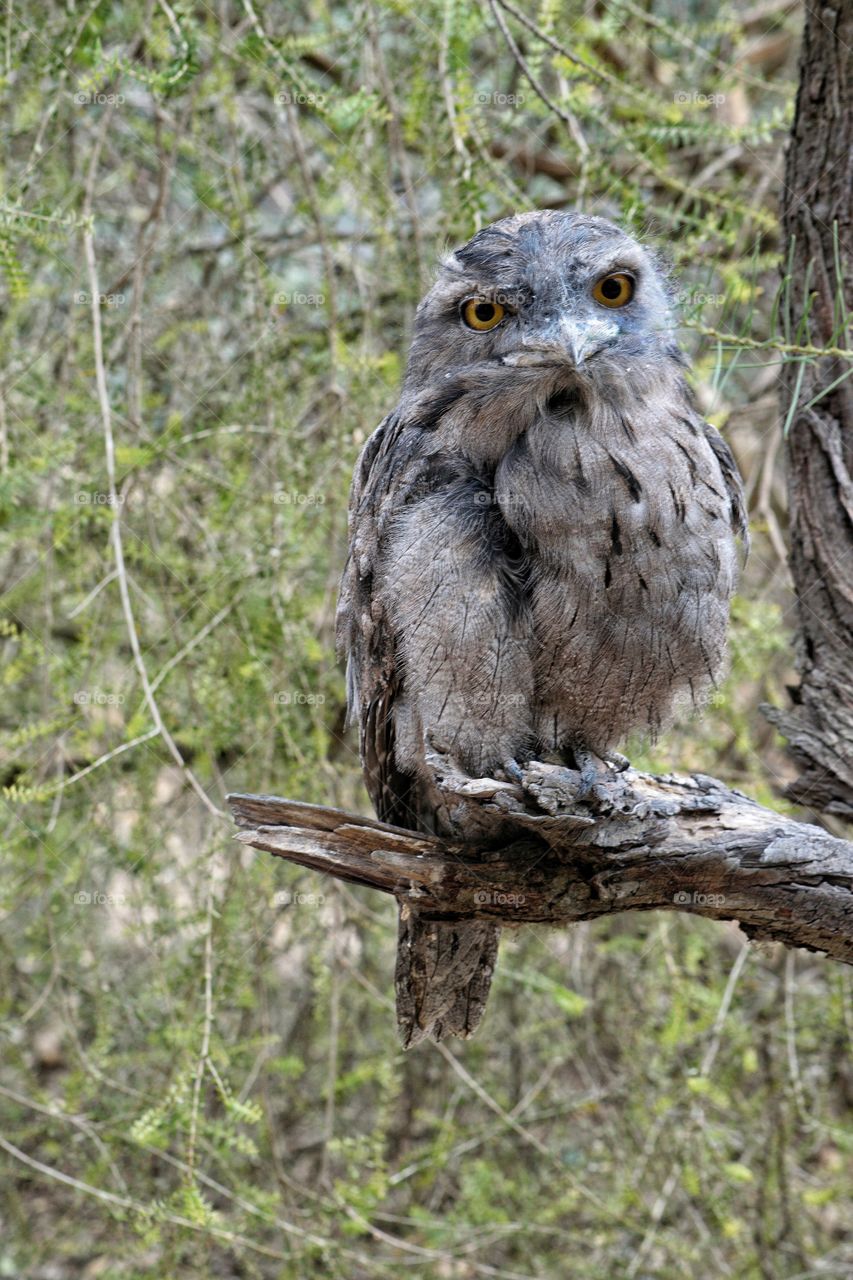 Tawny Frogmouth  (native bird of Australia, often mistaken for an owl)