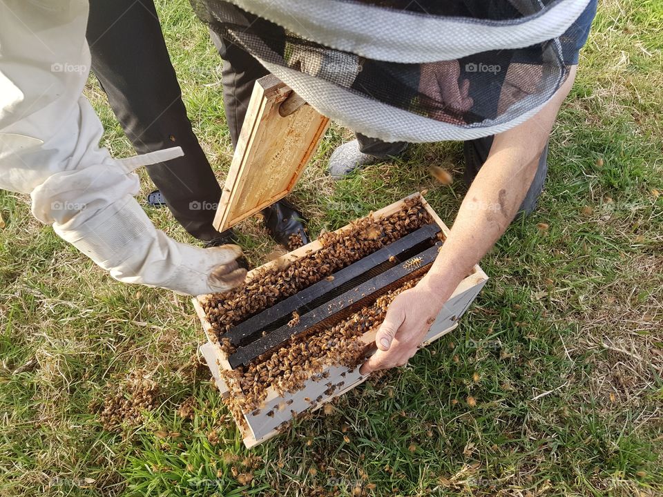 Bee swarm into nuc hive