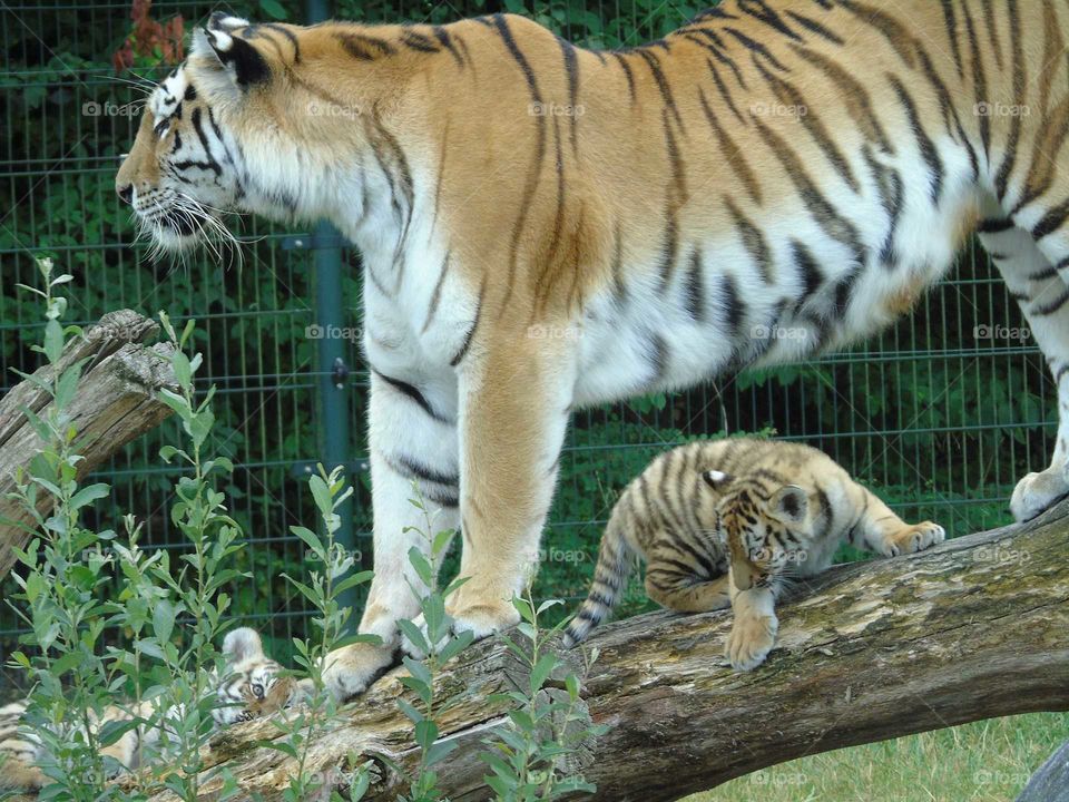 little tiger with his mom
