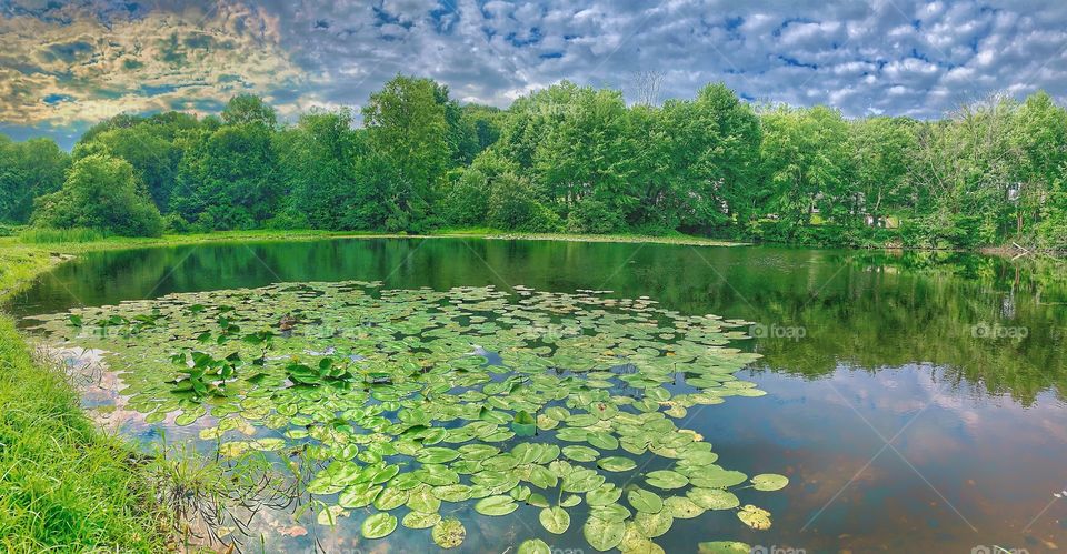 Panoramic view of a scenic pond 