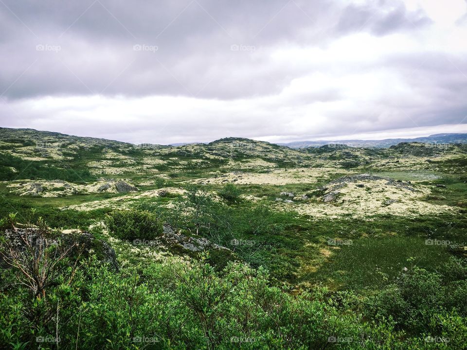 Tundra landscape 