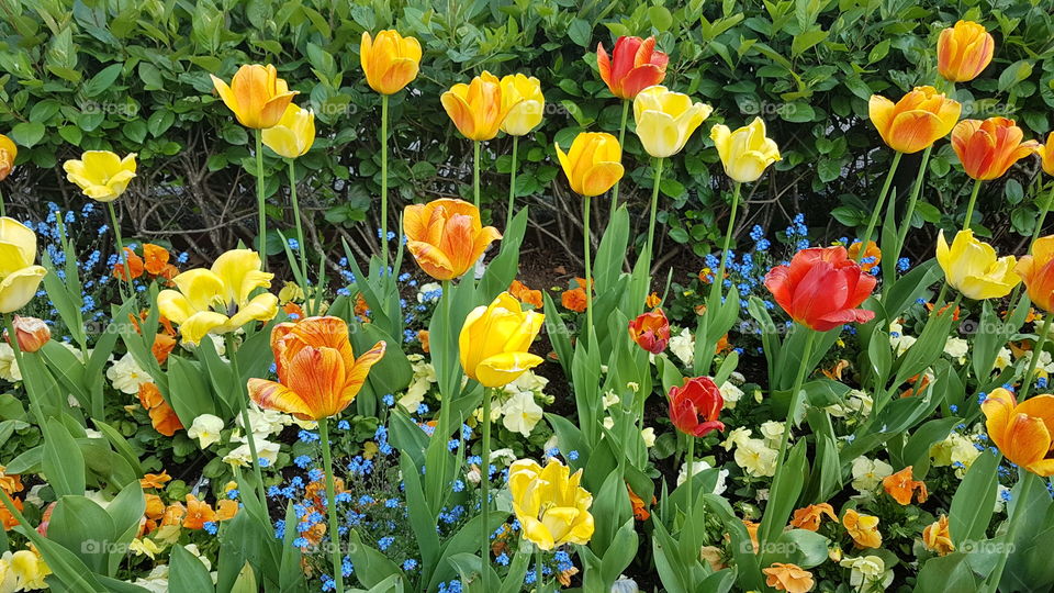 Tulips and spring flowers - tulpaner vårblommor blommande blomrabatt 