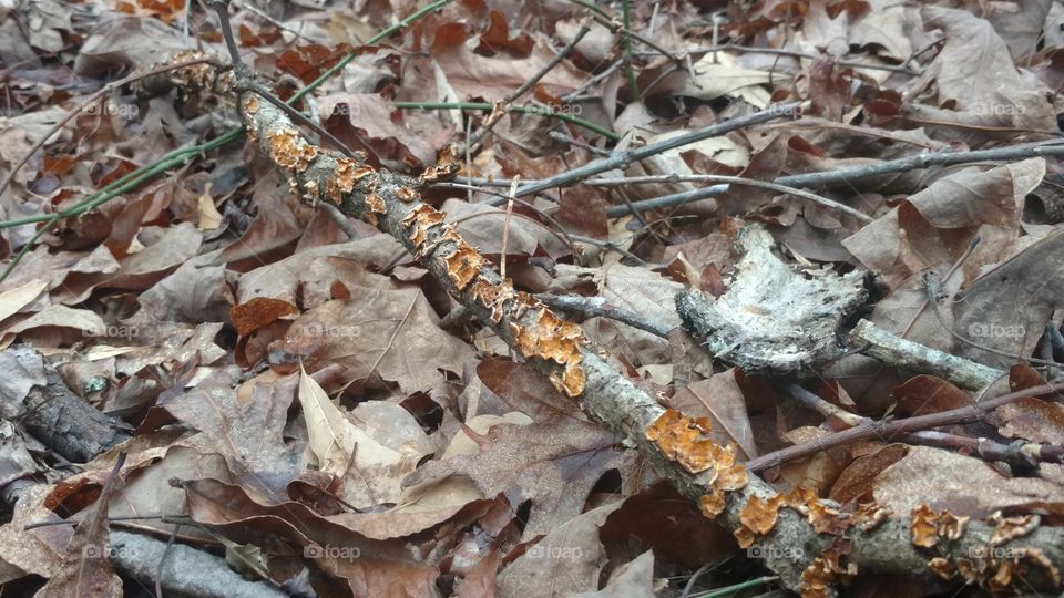 Nature, Descending, Leaf, Fall, Ground