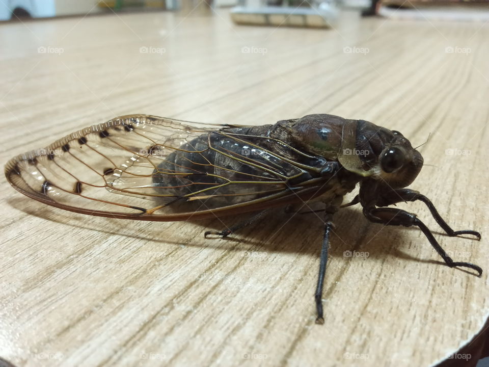 Giant Cicada