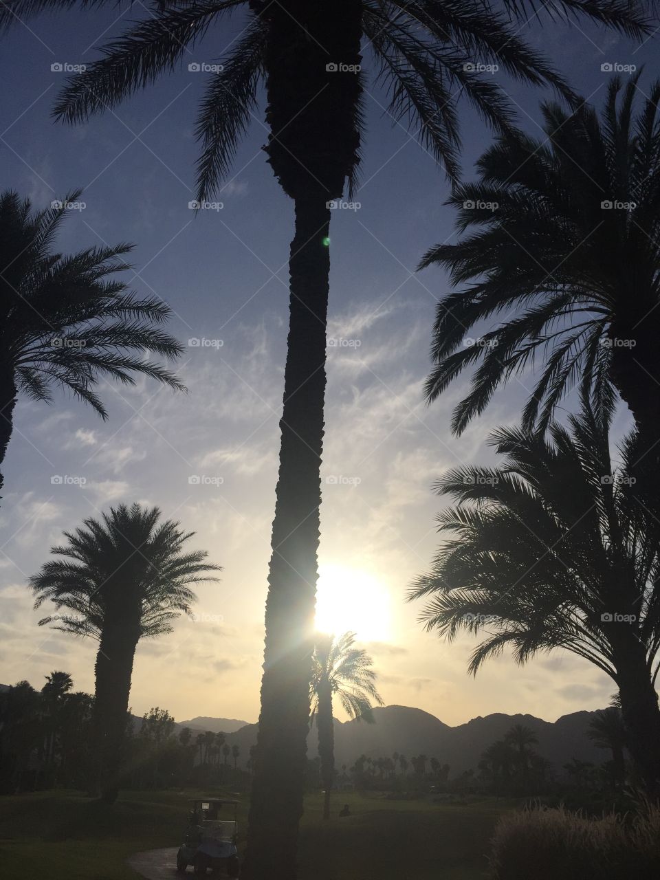palm trees in Palm Springs