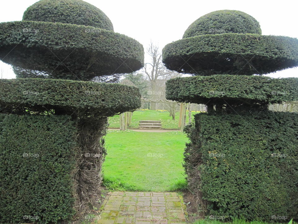 Garden, Hedge, No Person, Topiary, Lawn