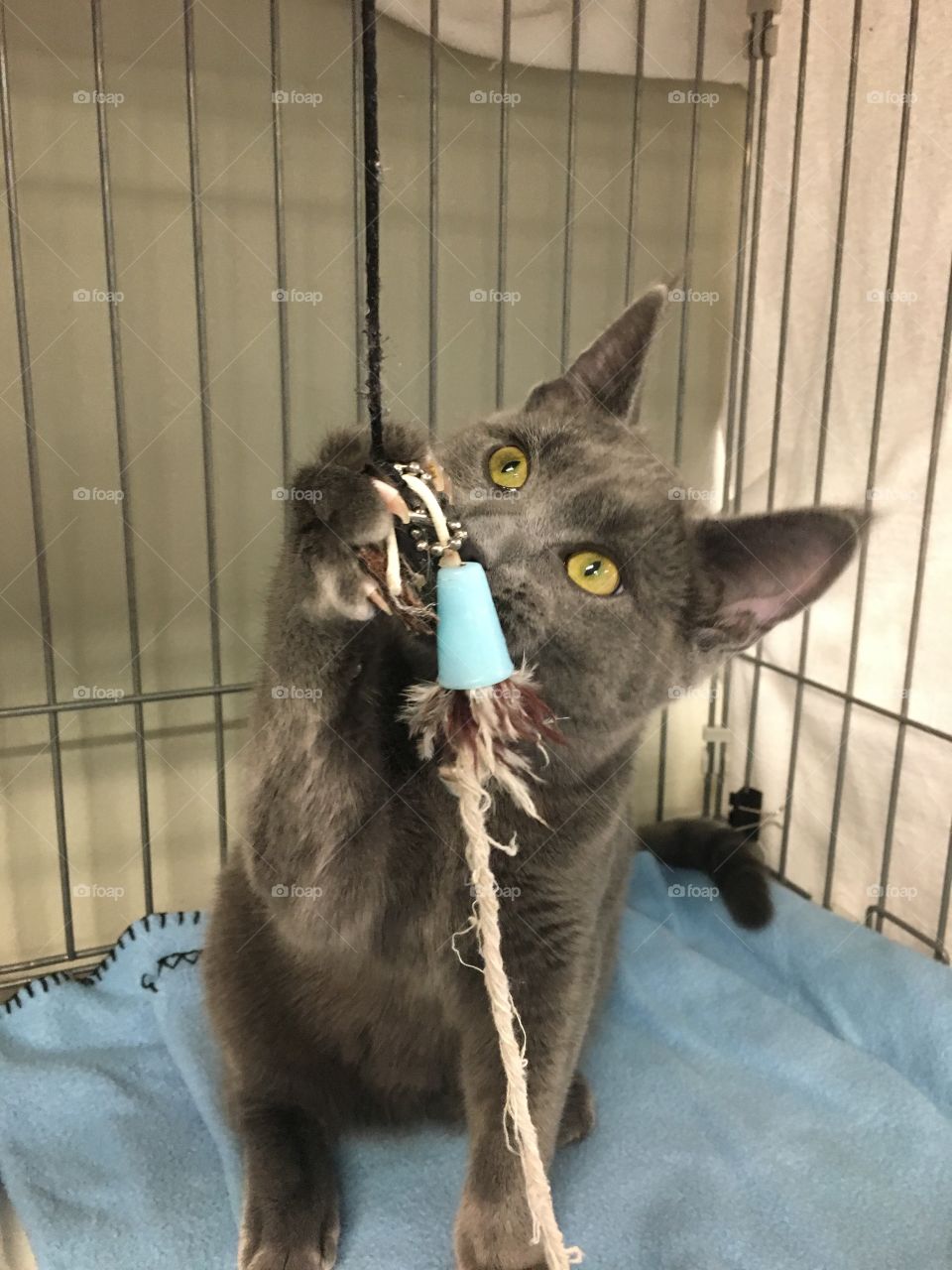 Grey kitten with gold eyes playing with a toy 