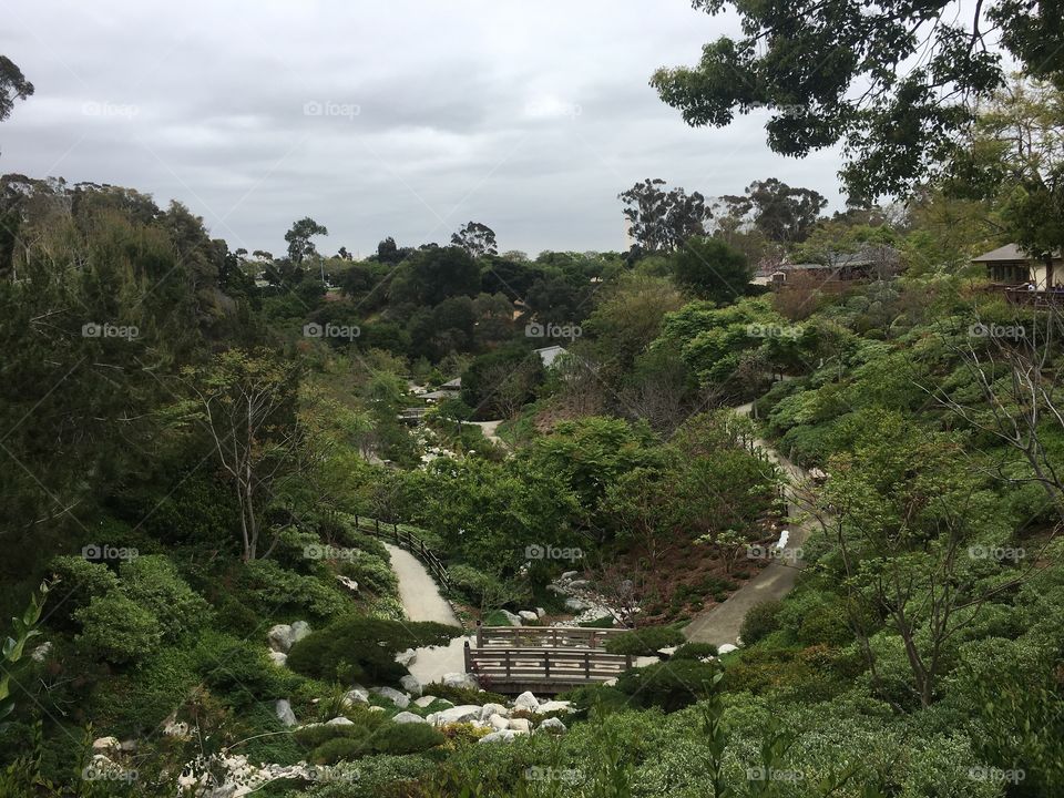 Japanese canyon garden from above in the early morning 