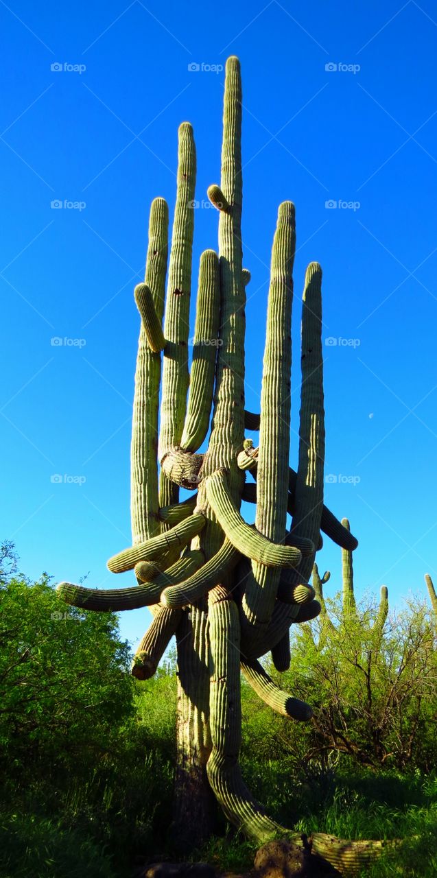 Cactus at Spur Cross Trail in Cave Creek, Arizona