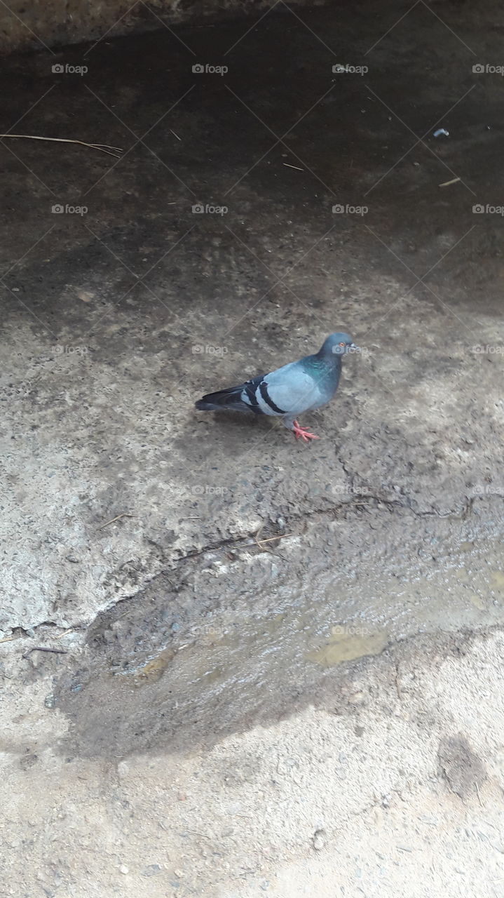 Indian pigeon for village