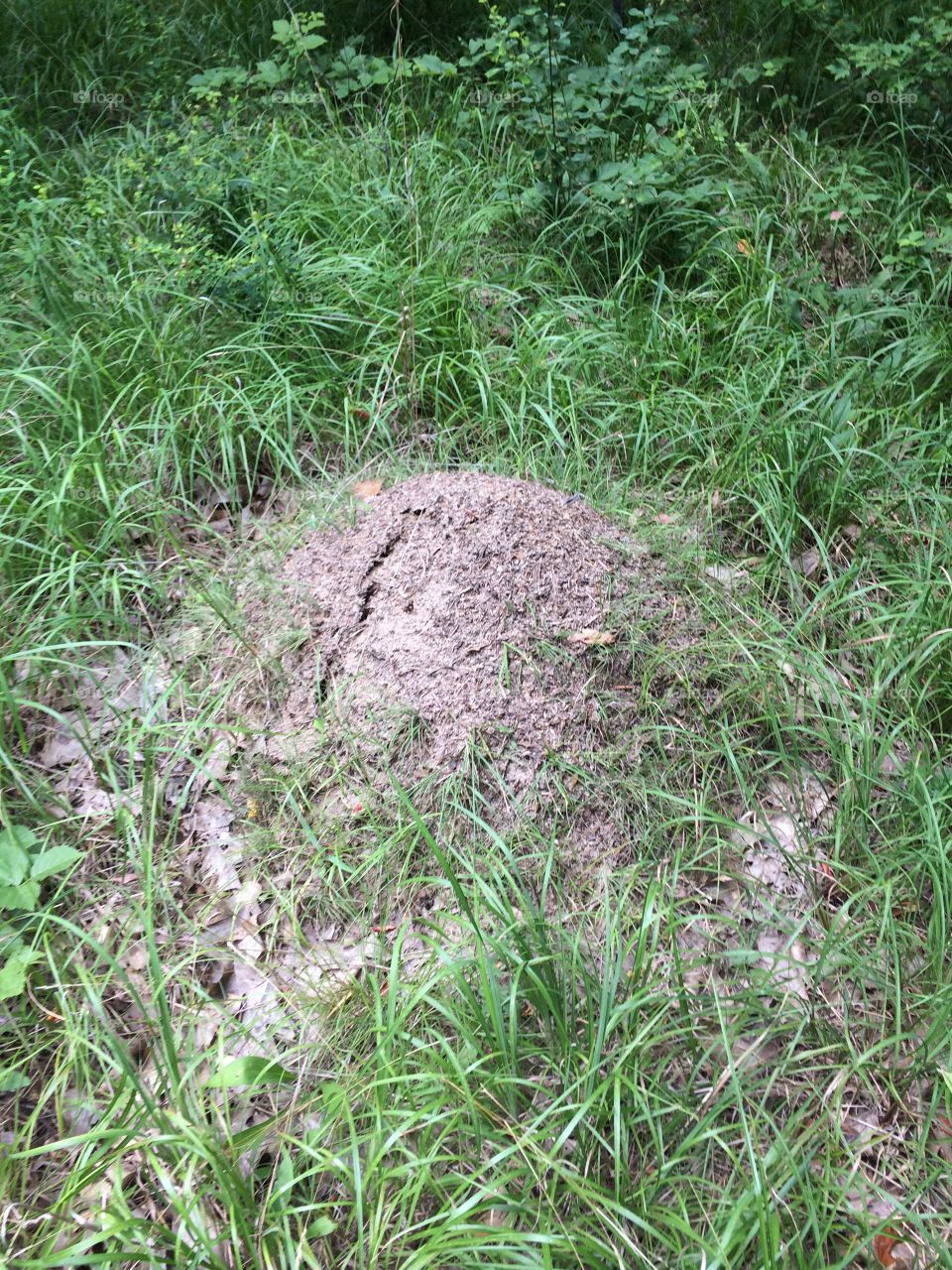 large ant hill