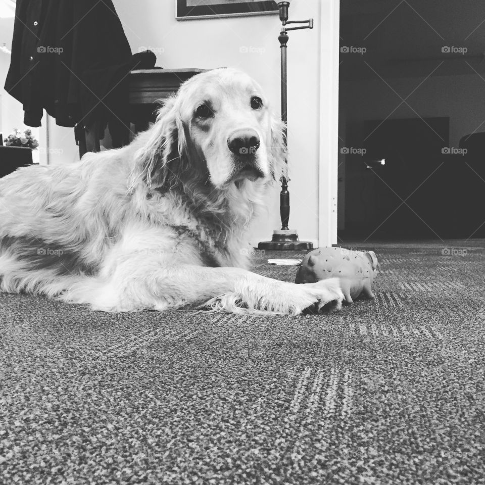 Rudy the office mascot