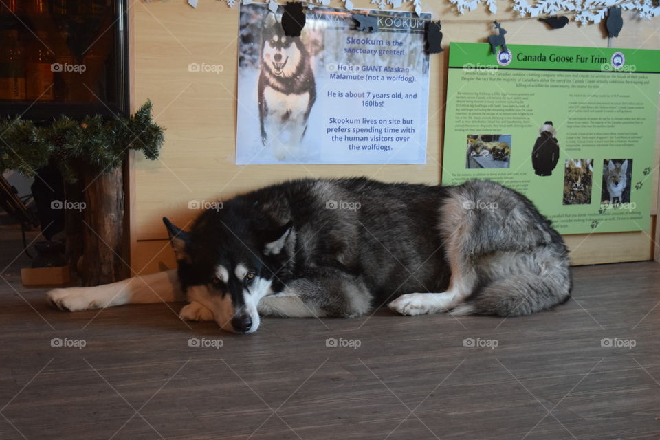 Wolf Dog Sanctuary, Canada 