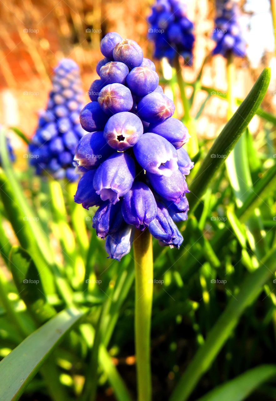 grape hyacinth