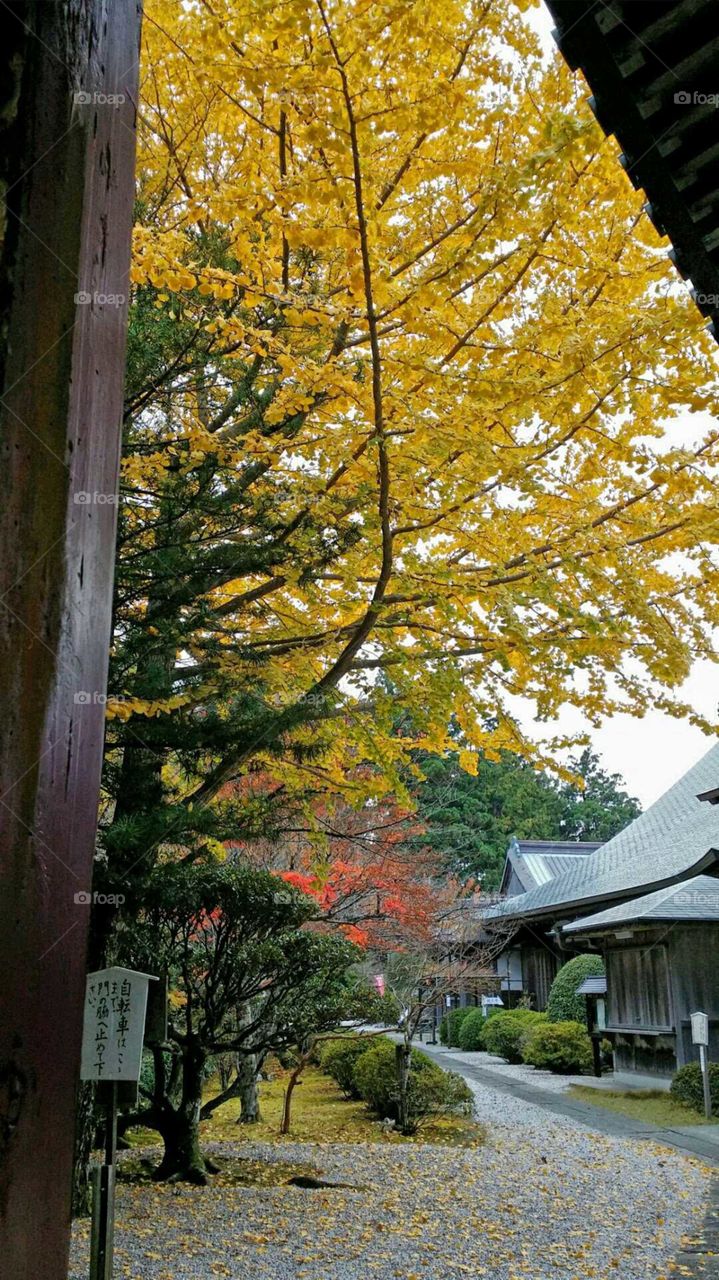 Autumn in Japan...ginkgo tree.