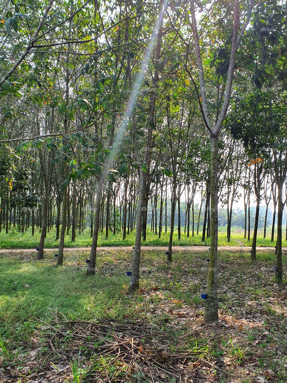 rubber plantation