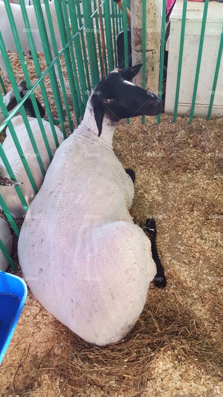 sheep at the fair