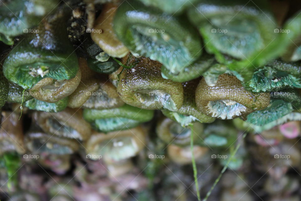 Low tide creatures 