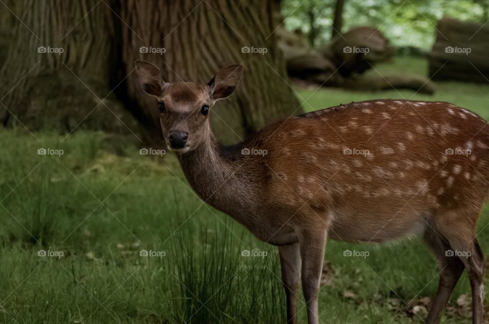 A young fawn in the shadows of the forest