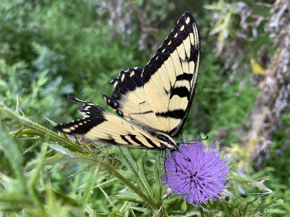 Butterfly on the flower 