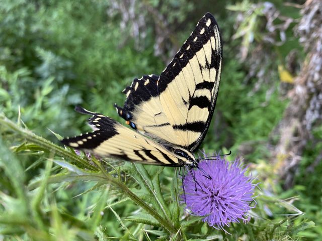Butterfly on the flower 
