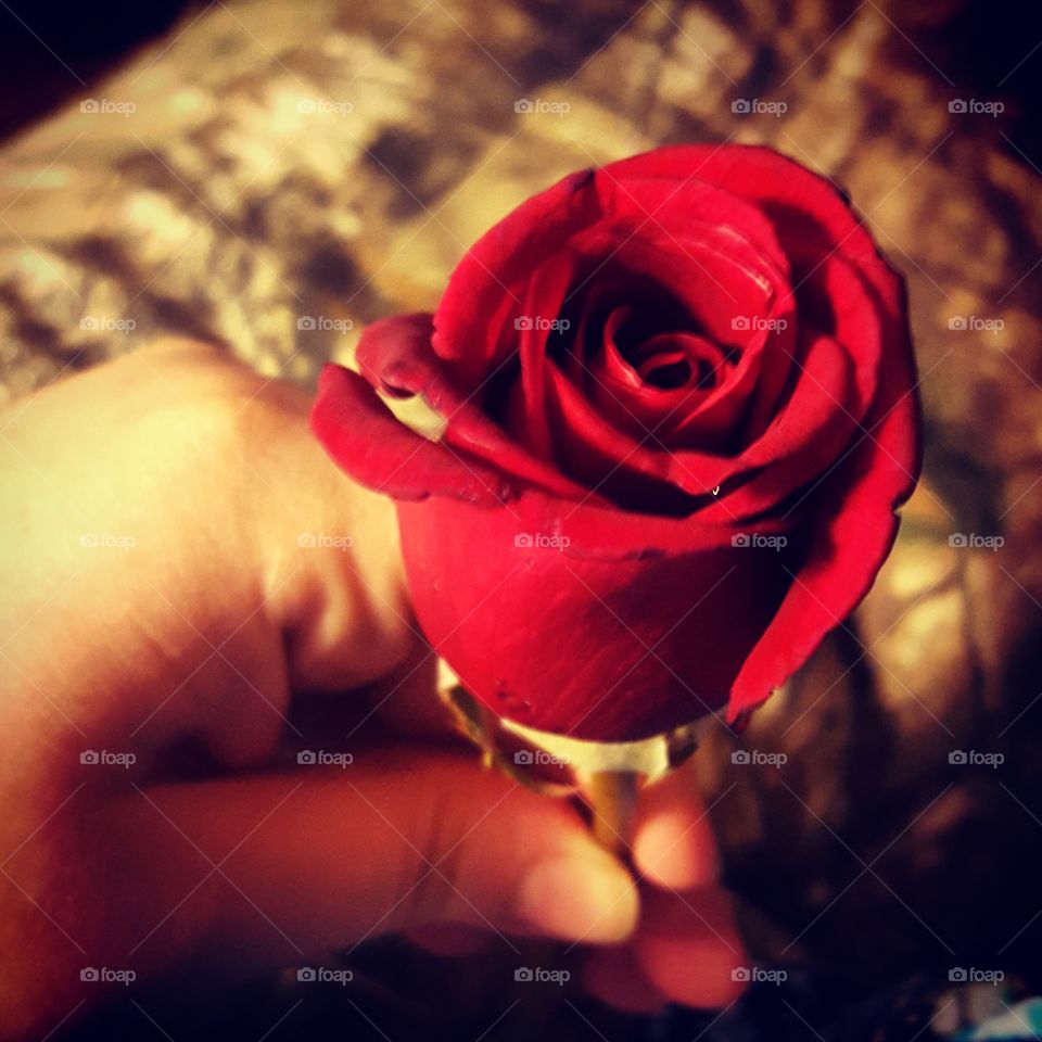 Rose, Love, Flower, Romantic, Wedding