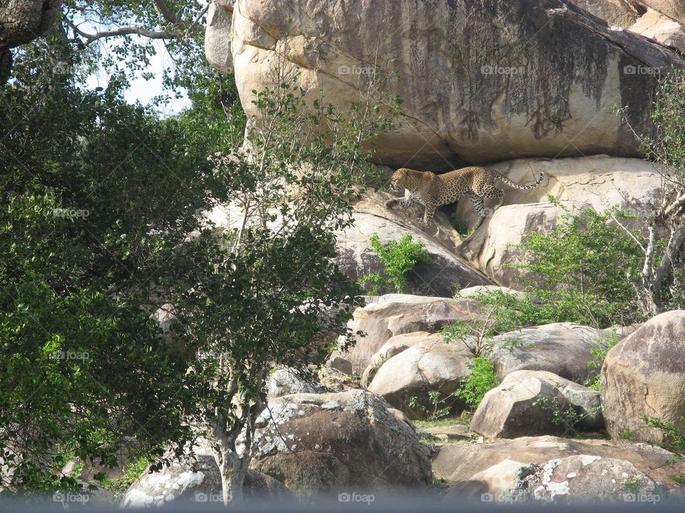 A rare scene captured on my camera.A huge Tiger captured on my camera with a beautiful background.I think the tiger is wating for a prey,till its time come to catch it.