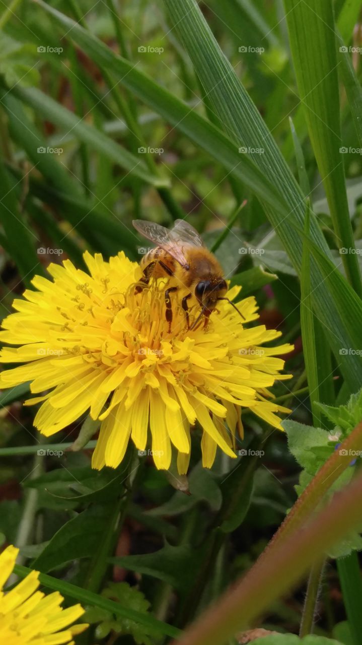 Spring Time Bee Time