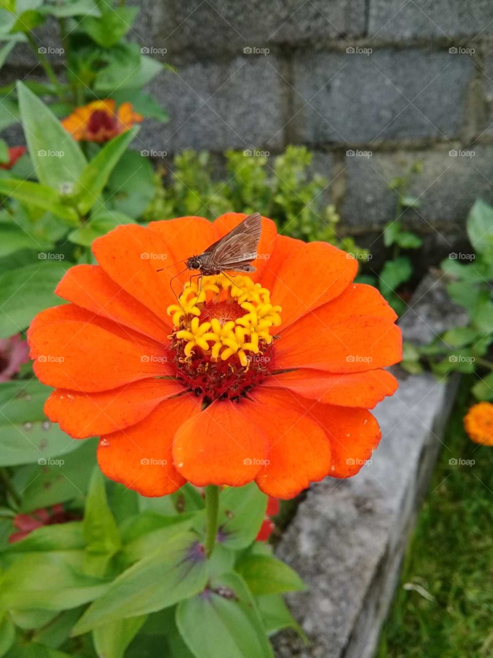 Como a #SegundaFeira está sem #cores no #céu, vale a pena ilustrar o #amanhecer com as #flores e sua beleza. A #borboleta até fez pose!
📸
#FotografiaÉnossoHobby
#natureza #photography #flowers #pétala