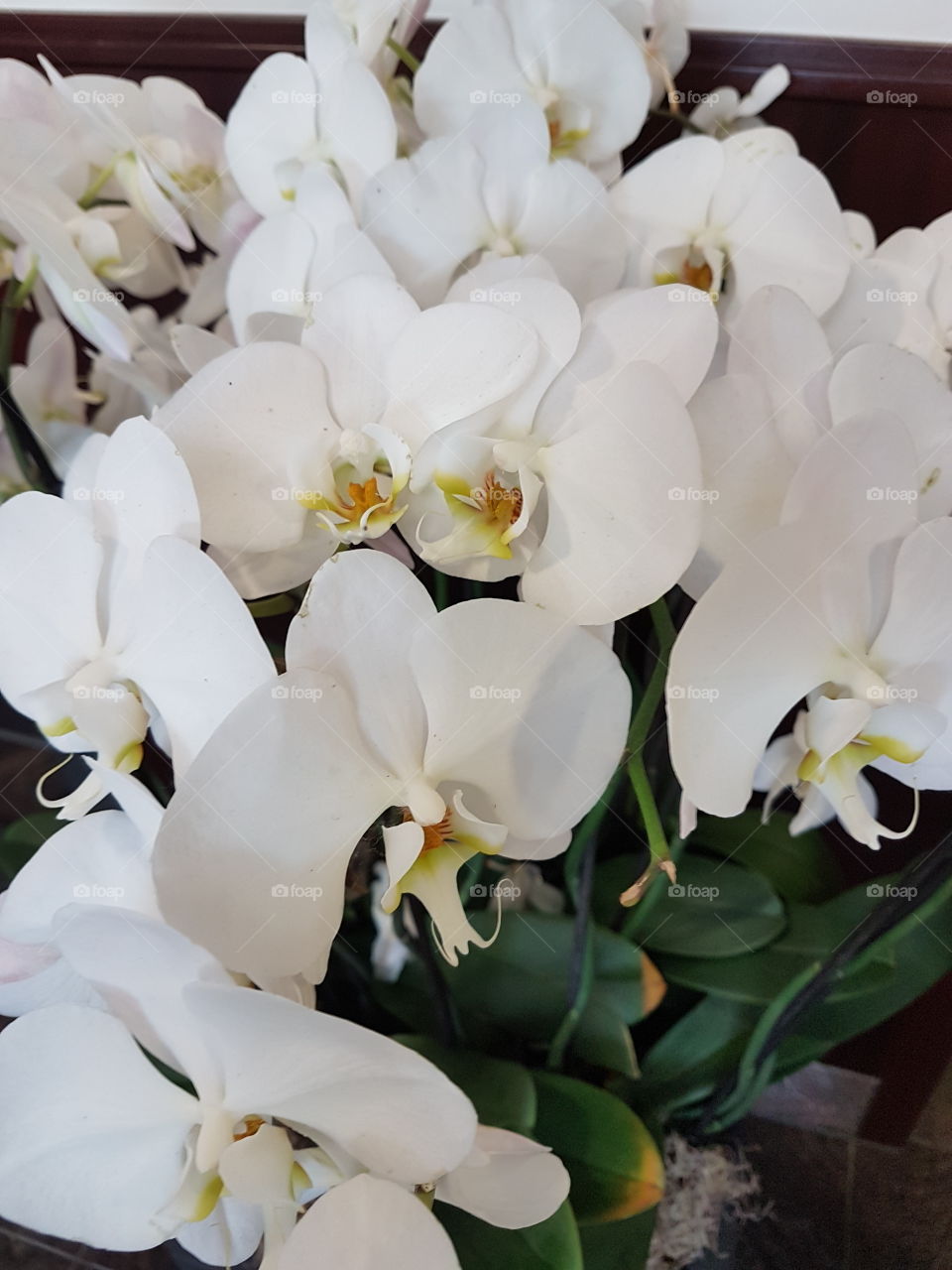 White Orchids