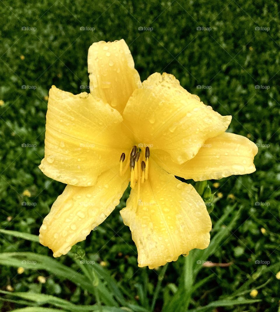 🌹 🇺🇸 Very beautiful flowers to brighten our day.  Live nature and its beauty. Did you like the delicate petals? / 🇧🇷 Flores muito bonitas para alegrar nosso dia. Viva a natureza e sua beleza. Gostaram das pétalas delicadas? 