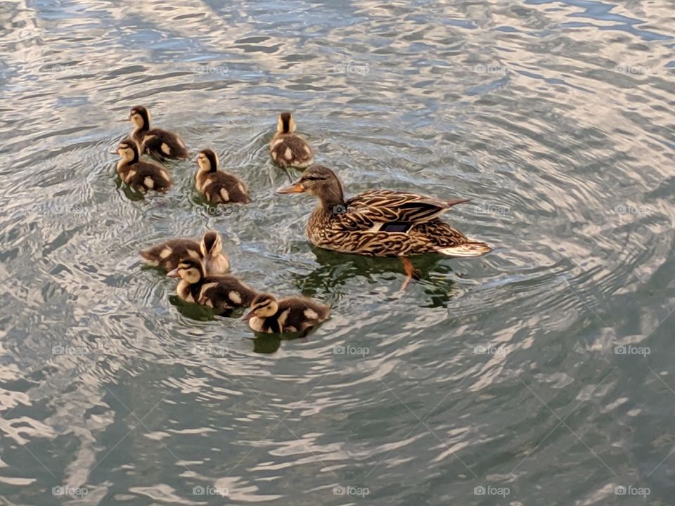 Baby Ducklings with their Mama Duck in Oquirrh Lake, Daybreak- South Jordan,Utah