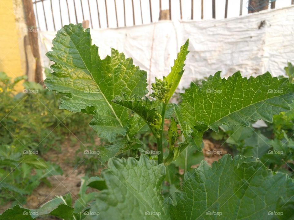A beautiful scene of mustard leafs on the mustard pland.