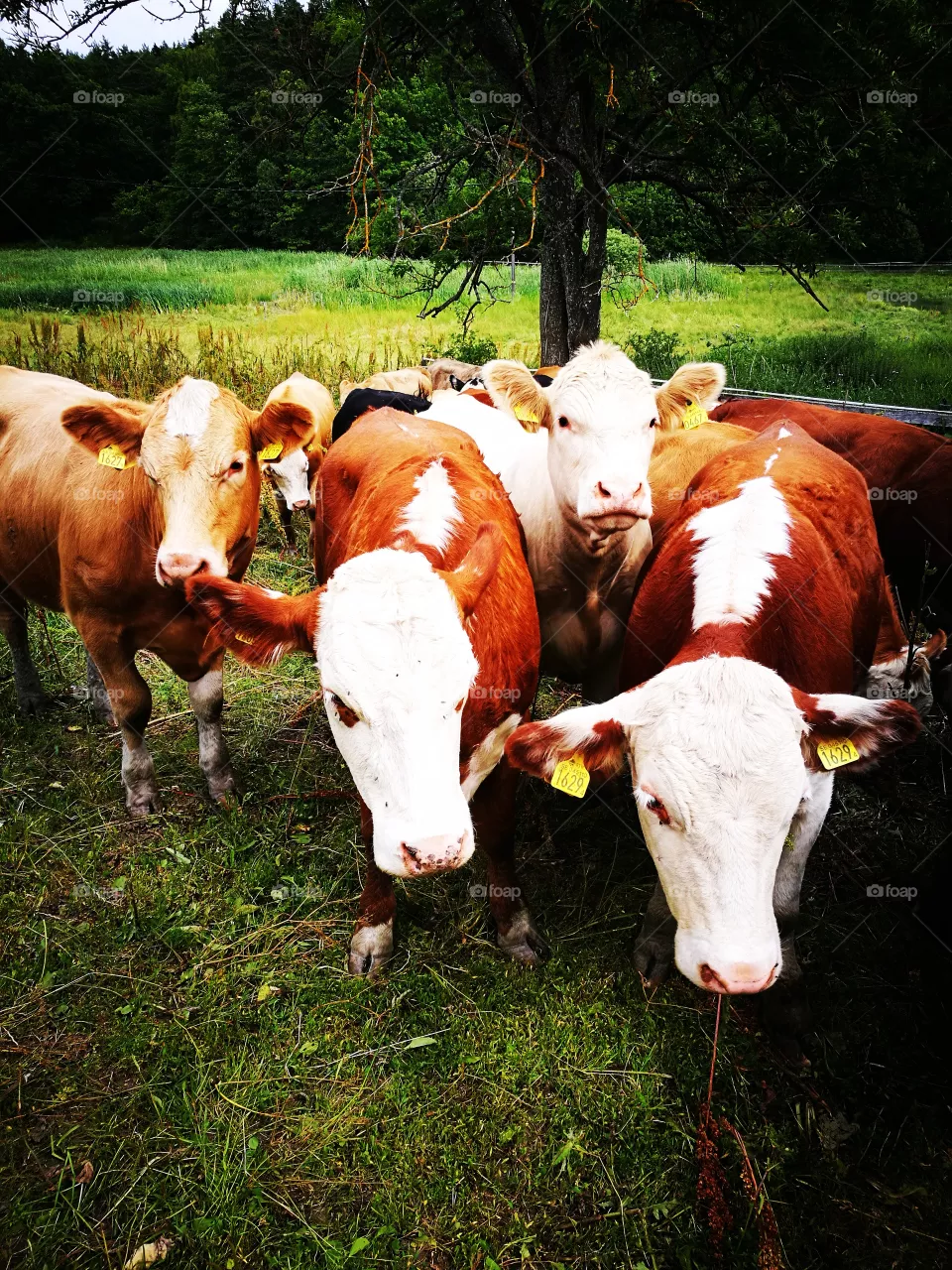 cow's