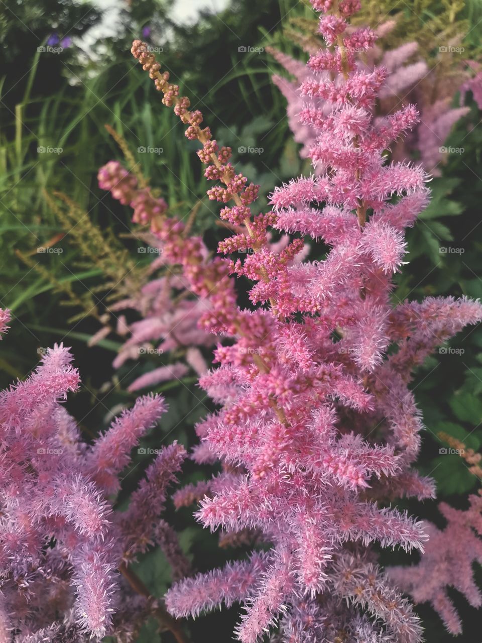 ◐  🌸  Astilbe Pink Flowers Blooming
◐  💕  Summer Time
◐  😻  Beautiful Nature Photography To Enjoy Watching