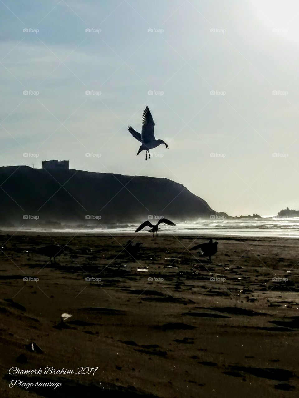I took this photo in a wild beach (plage sauvage)in the region of Ifni.There were many bird gulls .They were flying near us .So I took many photos of them ,but this one is soooo amazing .It was a great moment to capture such beautiful creatures.