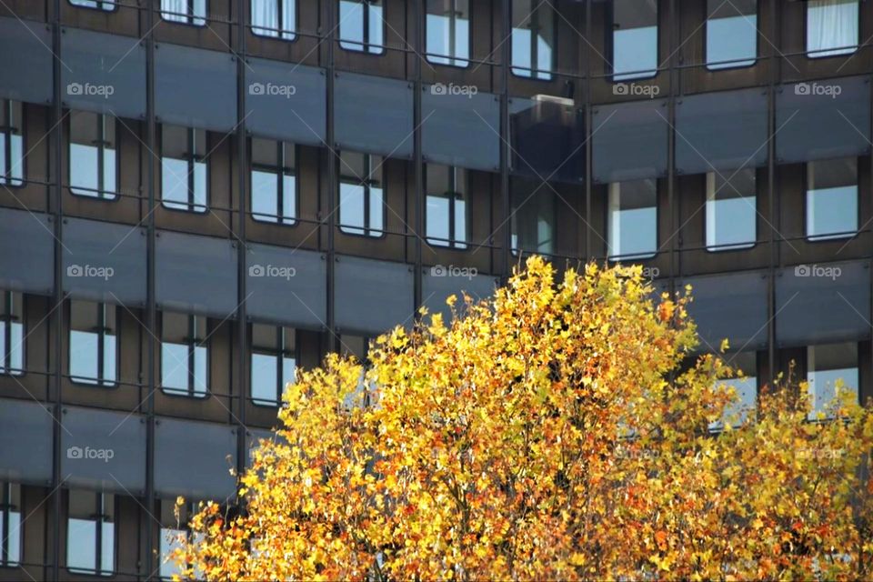 Tree with autumn leaves in front of a building with many windows in the city