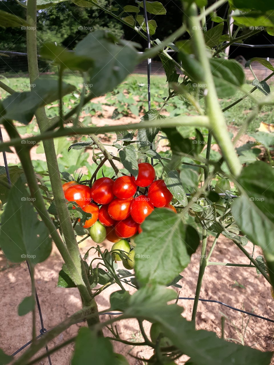 Cherry tomatos on the menu today!