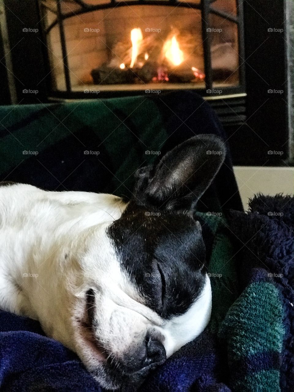 Gloomy rainy days require; a comfy chair where you can stretch out & put your feet up, UV lights to mimic sunlight, someone to cuddle with, a warm blanket, hot tea & a remotely controlled gas fireplace. The dog & I are slipping into hibernation mode.